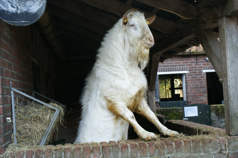 ..<br />Vooruit met de geit, op naar Meddo...